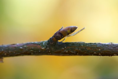 Betula ermanii - bříza ermanova - pupen